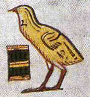 quail chick073